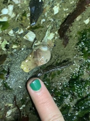 Cryptonatica aleutica