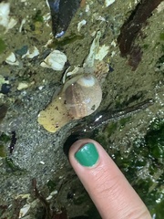 Cryptonatica aleutica