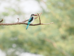 Halcyon senegalensis