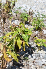 Senecio pseudoarnica
