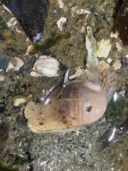 Cryptonatica aleutica