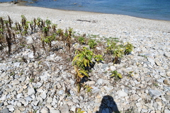 Senecio pseudoarnica