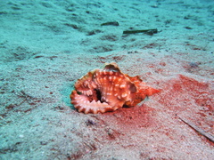 Littorinimorpha