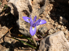 Moraea sisyrinchium