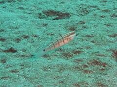 Amblygobius albimaculatus