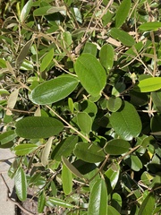 Capparis cynophallophora