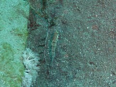 Amblygobius albimaculatus