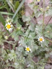 Perityle microglossa