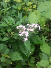 Pentas lanceolata