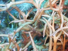 Ophiothrix