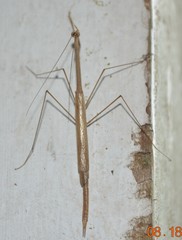 Thesprotia graminis
