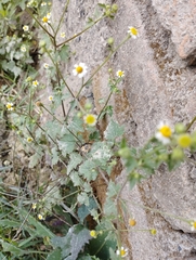 Perityle microglossa