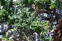 Scutellaria strigillosa