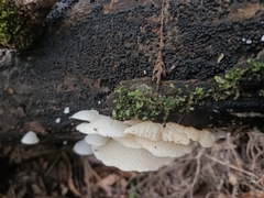 Favolaschia pustulosa
