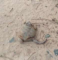 Physalaemus nattereri