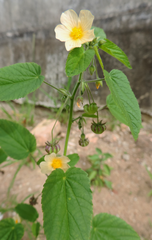 Sida cordifolia