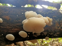 Favolaschia pustulosa