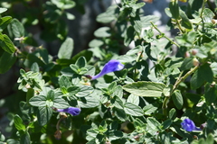 Scutellaria strigillosa
