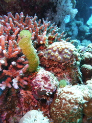 Tydemania expeditionis