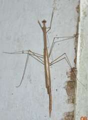Thesprotia graminis