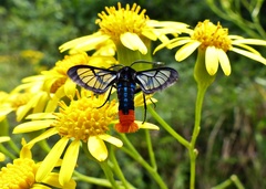 Phoenicoprocta vacillans