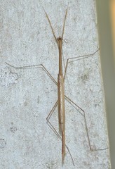 Thesprotia graminis