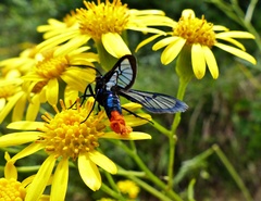 Phoenicoprocta vacillans