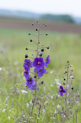 Verbascum phoeniceum