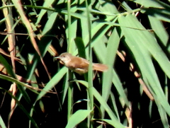 Acrocephalus scirpaceus hallae