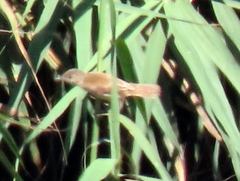 Acrocephalus scirpaceus hallae