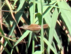 Acrocephalus scirpaceus hallae