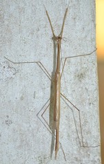 Thesprotia graminis