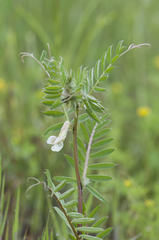 Vicia pannonica