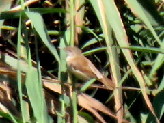Acrocephalus scirpaceus hallae