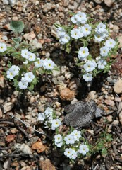 Greeneocharis similis