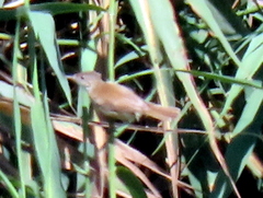 Acrocephalus scirpaceus hallae