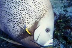 Pomacanthus arcuatus