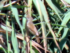 Acrocephalus scirpaceus hallae