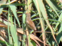 Acrocephalus scirpaceus hallae