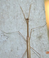 Thesprotia graminis