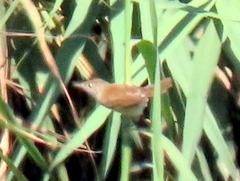 Acrocephalus scirpaceus hallae