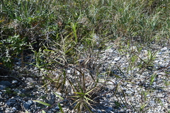 Phragmites japonicus