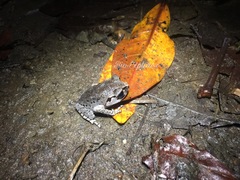 Leptobrachium hasseltii