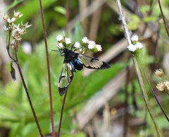 Hyaleucerea vulnerata