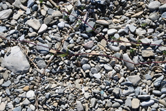 Phragmites japonicus