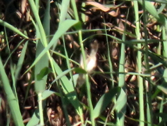 Acrocephalus scirpaceus hallae