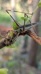 Conocephalus melaenus