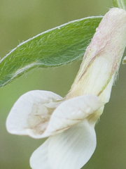 Vicia pannonica