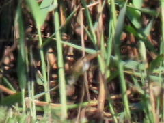 Acrocephalus scirpaceus hallae