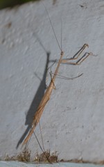Thesprotia graminis